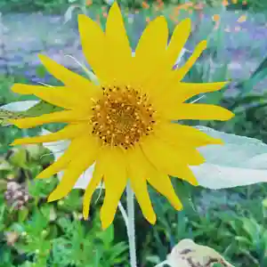 豊景神社の自然(2020年08月30日(日) 05時30分42秒投稿)