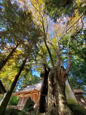 黒沼神社の自然