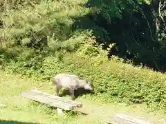 武蔵御嶽神社の動物