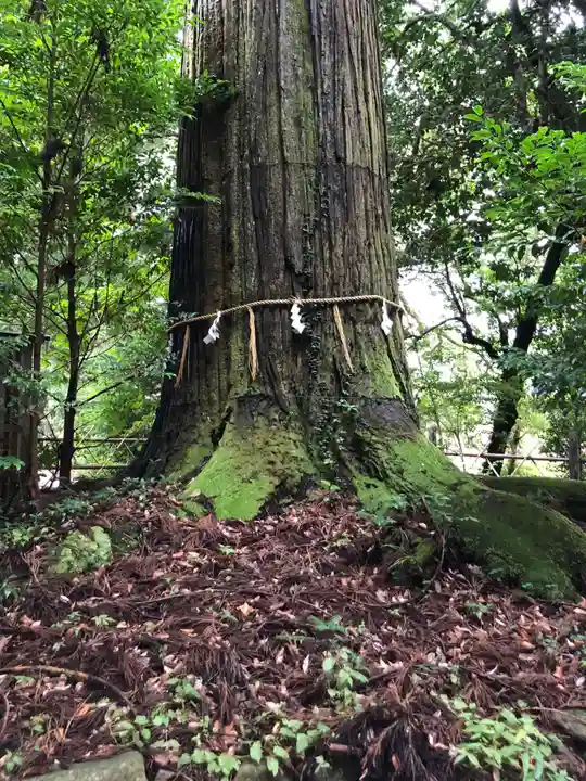 須佐神社の自然