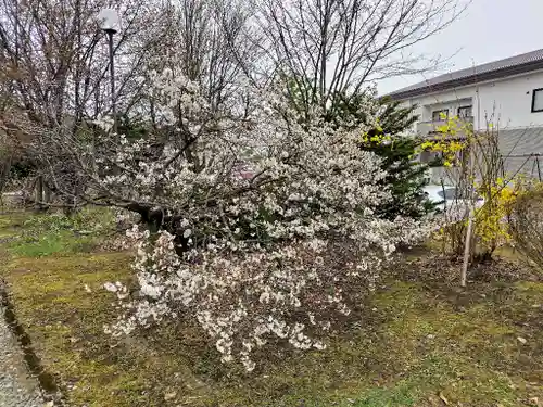 美瑛神社の自然