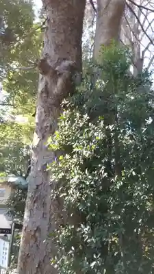 阿佐ヶ谷神明宮(東京都)