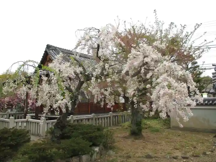 上品蓮台寺の自然