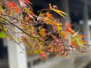 伊勢の国 四天王寺の自然(2021年11月09日(火) 12時23分44秒投稿)