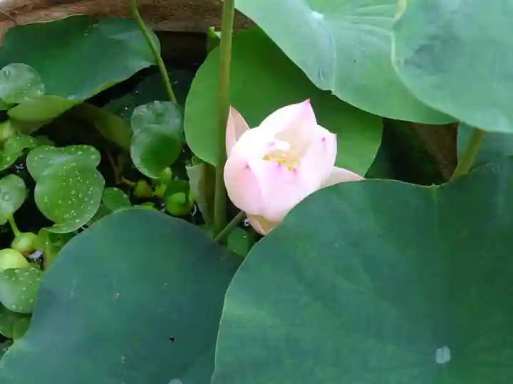 浄土宗 光明山 大蓮寺(照曜会館)の自然