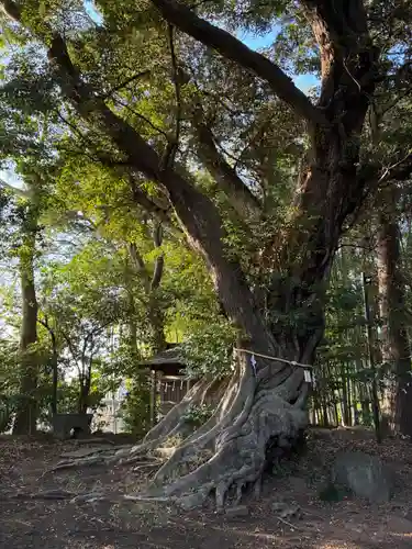 大井香取神社(千葉県)