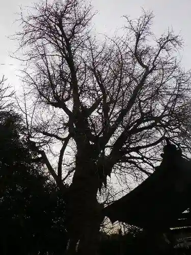 荏柄天神社の自然