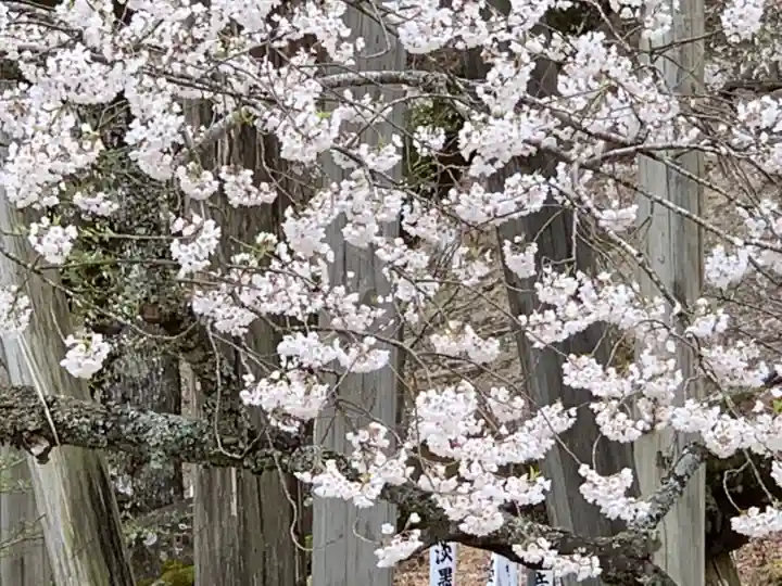 淡墨観音の自然