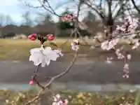 櫻岡大神宮の自然
