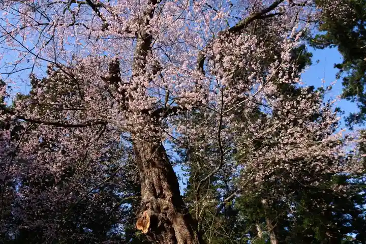 田村神社の自然