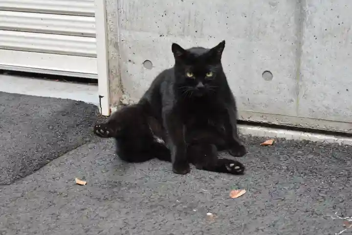代々木八幡宮の動物