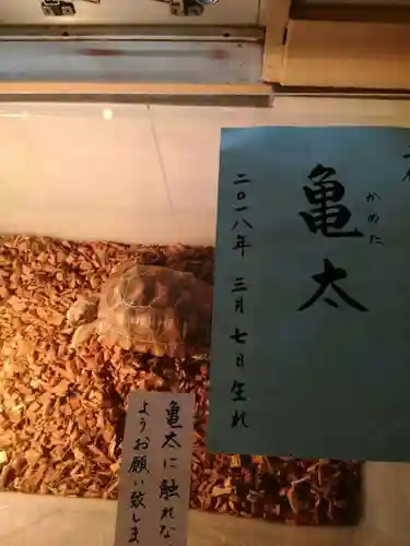 越谷香取神社の動物