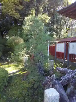 狭山八幡神社の自然