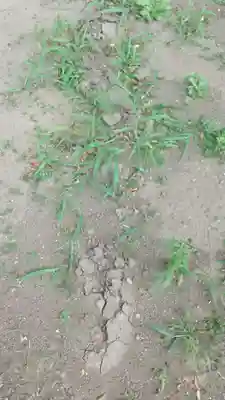 酒門神社(茨城県)
