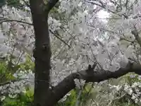 五所神社の自然