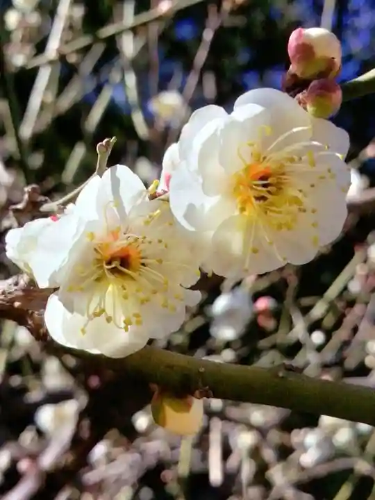 國領神社(東京都)
