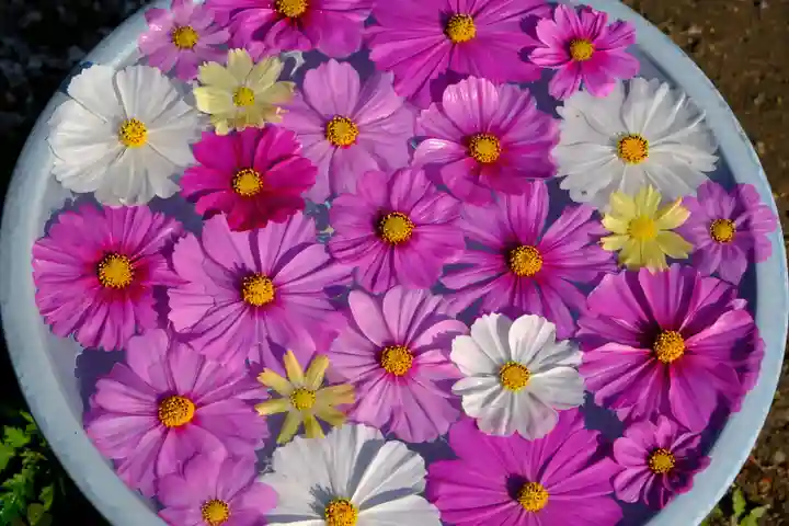 般若寺 ❁コスモス寺❁(奈良県)