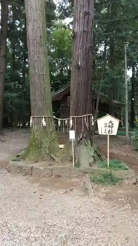 間々田八幡宮の自然