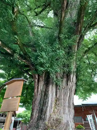 飛騨国分寺の自然