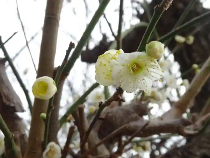 天満宮(神奈川県)