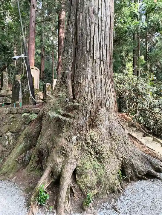 室生寺の{uncategorized: "未分類", other: "その他", undefined: "問題あり", building: "その他建物", grave: "お墓", sacred_gate: "鳥居", guardian: "狛犬", statue: "像", buddha: "仏像", history: "歴史", nature: "自然", garden: "庭園", animal: "動物", pagoda: "塔", temizu: "手水舎", mountain_gate: "山門・神門", sanctuary: "本殿・本堂", subordinate: "末社・摂社", art: "芸術", scenery: "景色", jizo: "地蔵", ema: "絵馬", goshuin: "御朱印", omikuji: "おみくじ", items: "授与品その他", amulet: "お守り", goshuincho: "御朱印帳", eats: "食事", festival: "お祭り", votive_dance: "神楽", shichigosan: "七五三参", wedding: "結婚式", experience: "体験その他", initially: "初詣", around: "周辺", anti_infection: "感染症対策"}