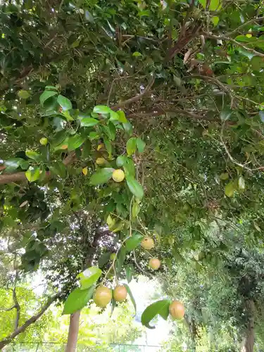 馬場氷川神社の自然