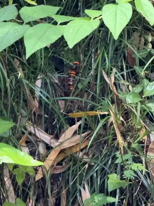 五所駒瀧神社(茨城県)