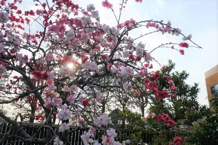 鳩ヶ谷氷川神社の自然