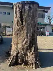 日野八坂神社の自然