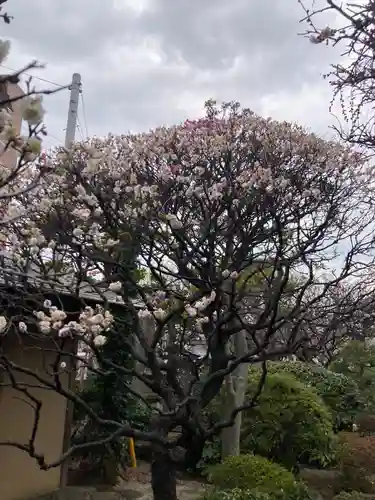 観音蜜寺（薬師院内）(神奈川県)