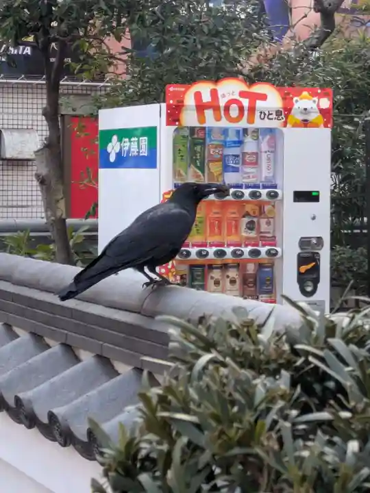摩利支天 徳大寺(東京都)