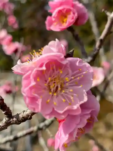 隨心院（随心院）の自然