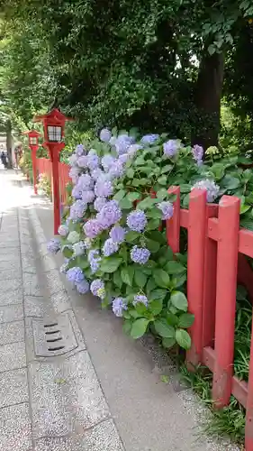 川越八幡宮の自然