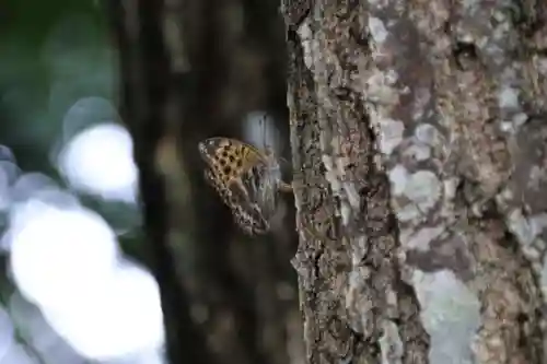 鹿島大神宮の自然