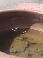 雨竜 専福寺(北海道)