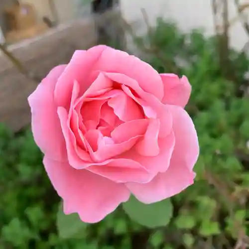 豊景神社の自然