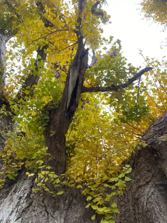 鎌数伊勢大神宮(千葉県)