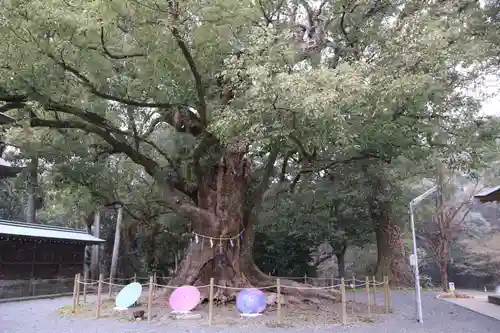 千栗八幡宮(佐賀県)