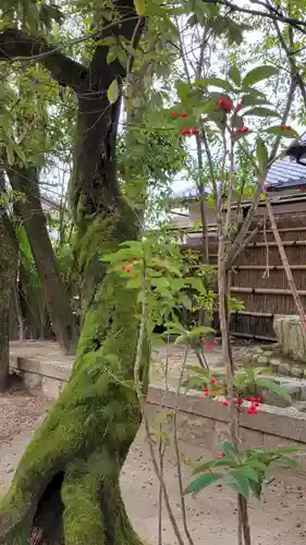 宇治上神社(京都府)