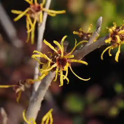 天王山 安楽寺(福井県)