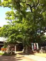 松原神社の自然