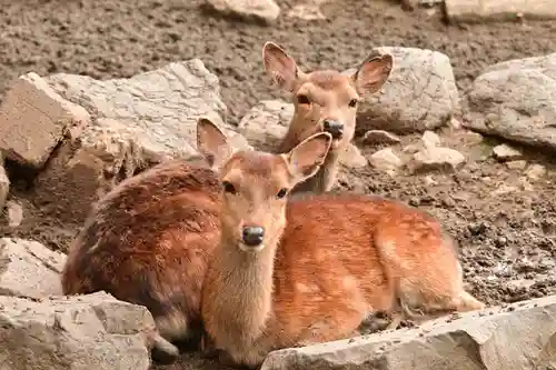 鹿島神社(愛媛県)