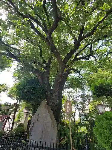 白山神社の自然