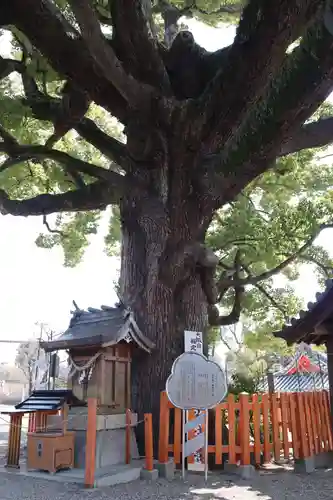 百舌鳥八幡宮の自然