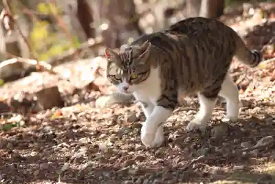 玉野御嶽神社(愛知県)