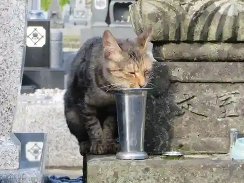 御誕生寺（猫寺）(福井県)