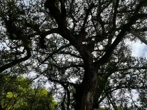 慈照寺（慈照禅寺・銀閣寺）の自然