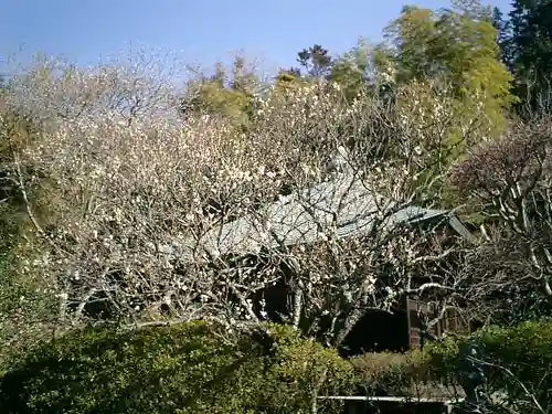 浄光明寺の庭園