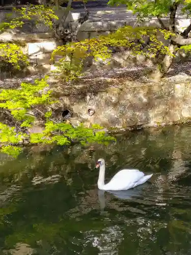 阿智神社の動物