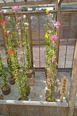 大覚寺(京都府)